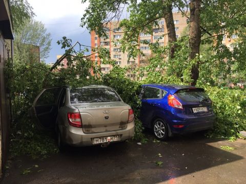 В Туле на Гоголевской дерево рухнуло на две машины