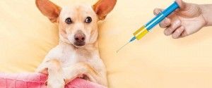 Домашних животных бесплатно вакцинируют от бешенства в Шопино